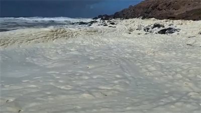  رغوة غريبة وأسماك نافقة تغزو شواطئ أستراليا وتصيب راكبي الأمواج بالأمراض
