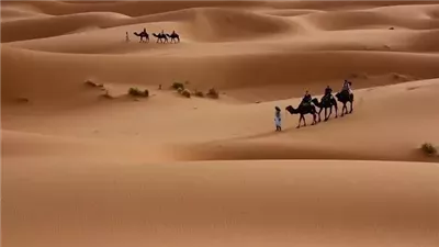 أصل عائلة التمامي