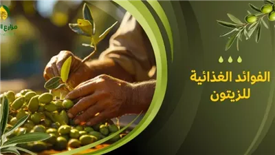 ما هي الفيتامينات الموجودة في الزيتون: اكتشف قيمته الغذائية 