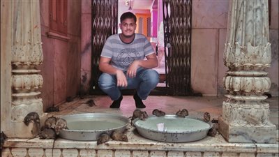 قرية في الهند تعبد الفئران هل تجرؤ على زيارتها 