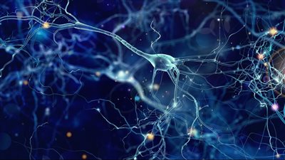  هرمونات الدماغ. ماذا يعني هذا لعلاج أمراض الدماغ؟
