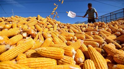 مصر، ارتفاع قيمة واردات الذرة 38.8% خلال يناير الماضي