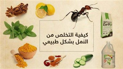 قشر البرتقال يطرد النمل من المطبخ خلال دقائق