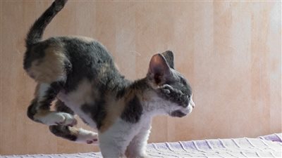 قطة تقفز على مذيع أثناء نشرة مباشرة وټخطف الكاميرا