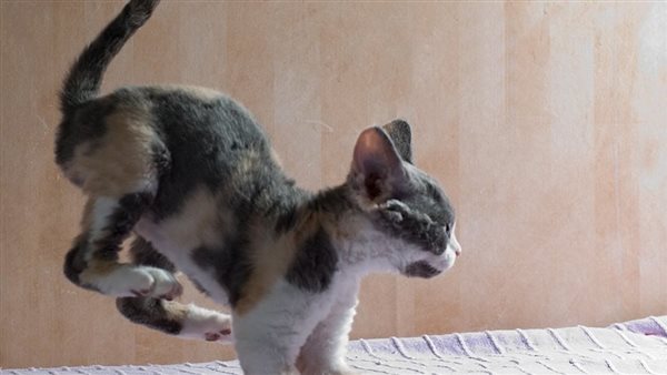 موقع أيام نيوز