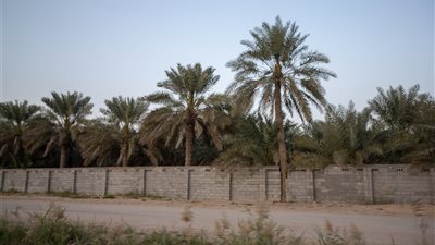 المطيرفي مدينة النخيل والتاريخ في الأحساء