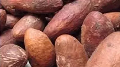 جوز الكولا : حبات صغيرة وفوائد عظيمة