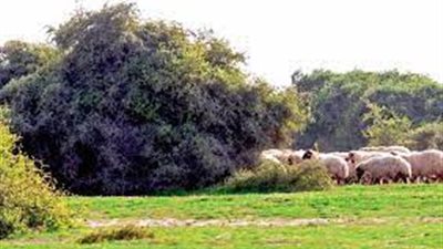 مدينة النعمان في قطر قرية تراثية حية