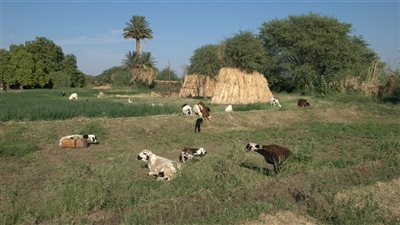 الولاية الشمالية أرض النوبة والنيل