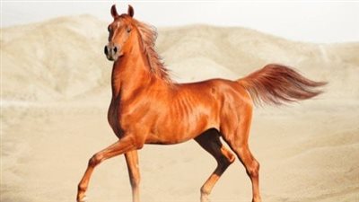 أشهر أنواع الخيول العربي الاصيلة 