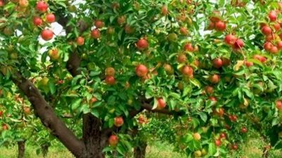 قصة آدم عليه السلام للأطفال : أول الأنبياء