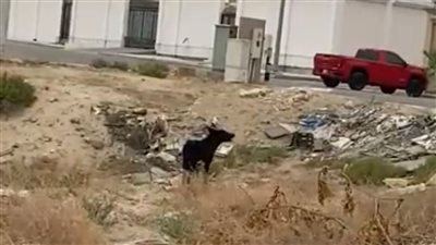 حي المنتزه في الدمام حي متوسط
